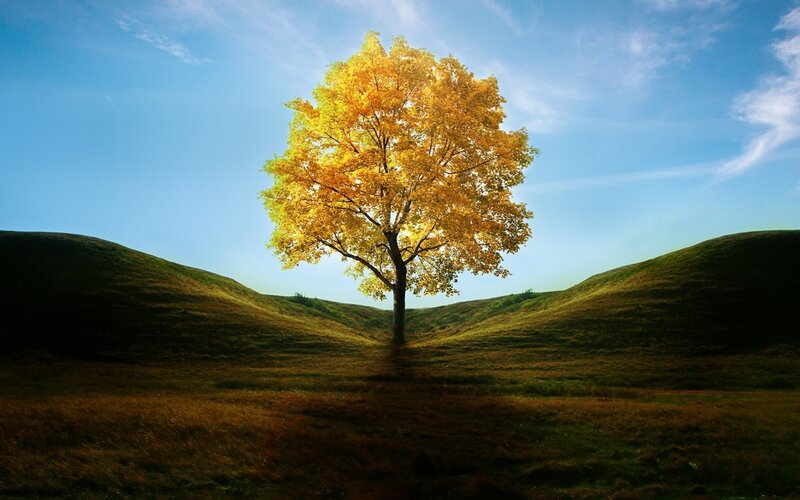 solitary tree in autumn valley