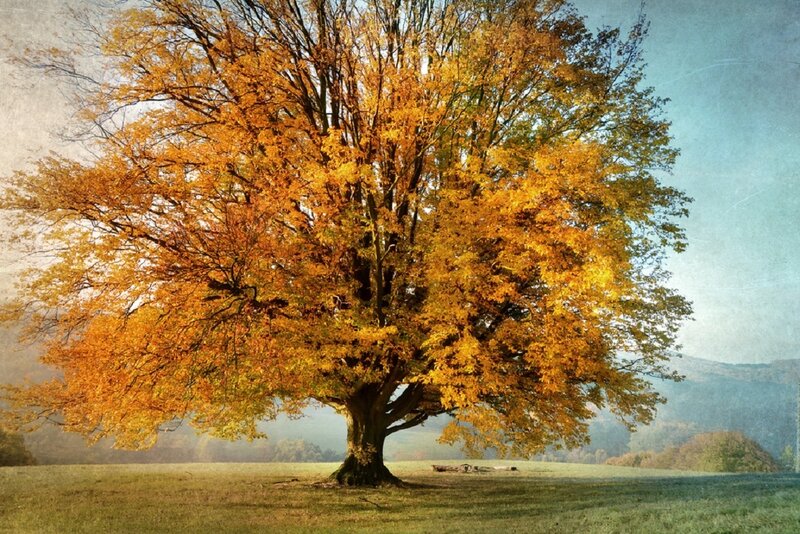 Solitary Tree in Autumn — Yellow, Serene