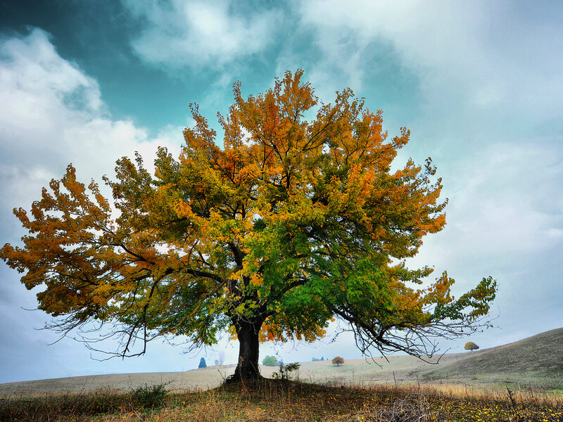 Solitary Tree in Autumn — Yellow