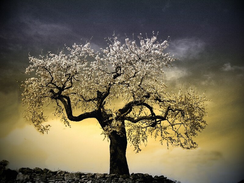 solitary tree in bloom