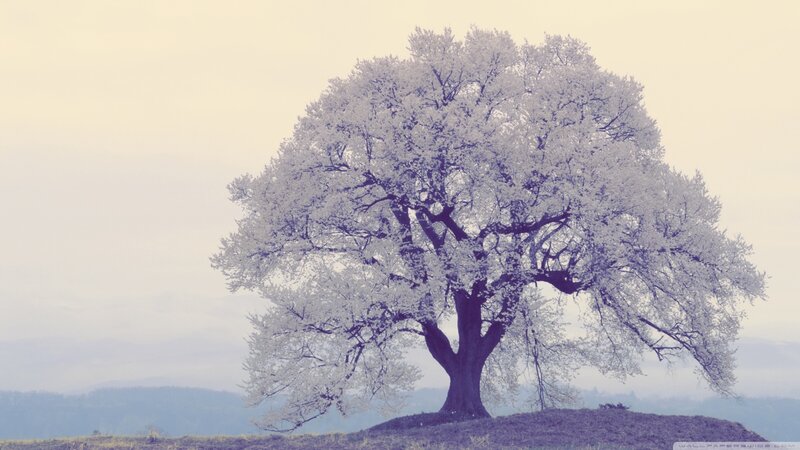 Solitary Tree in Bloom — White