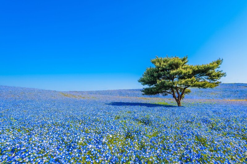 Solitary Tree in Blue Field — Serene, Afternoon