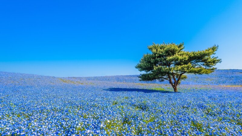 Solitary Tree in Blue Field — Serene
