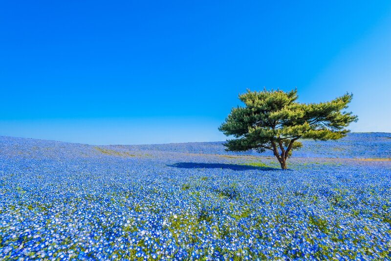 Solitary Tree in Blue Field