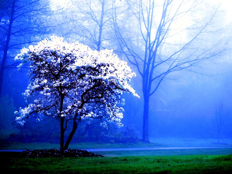 solitary tree in blue mist