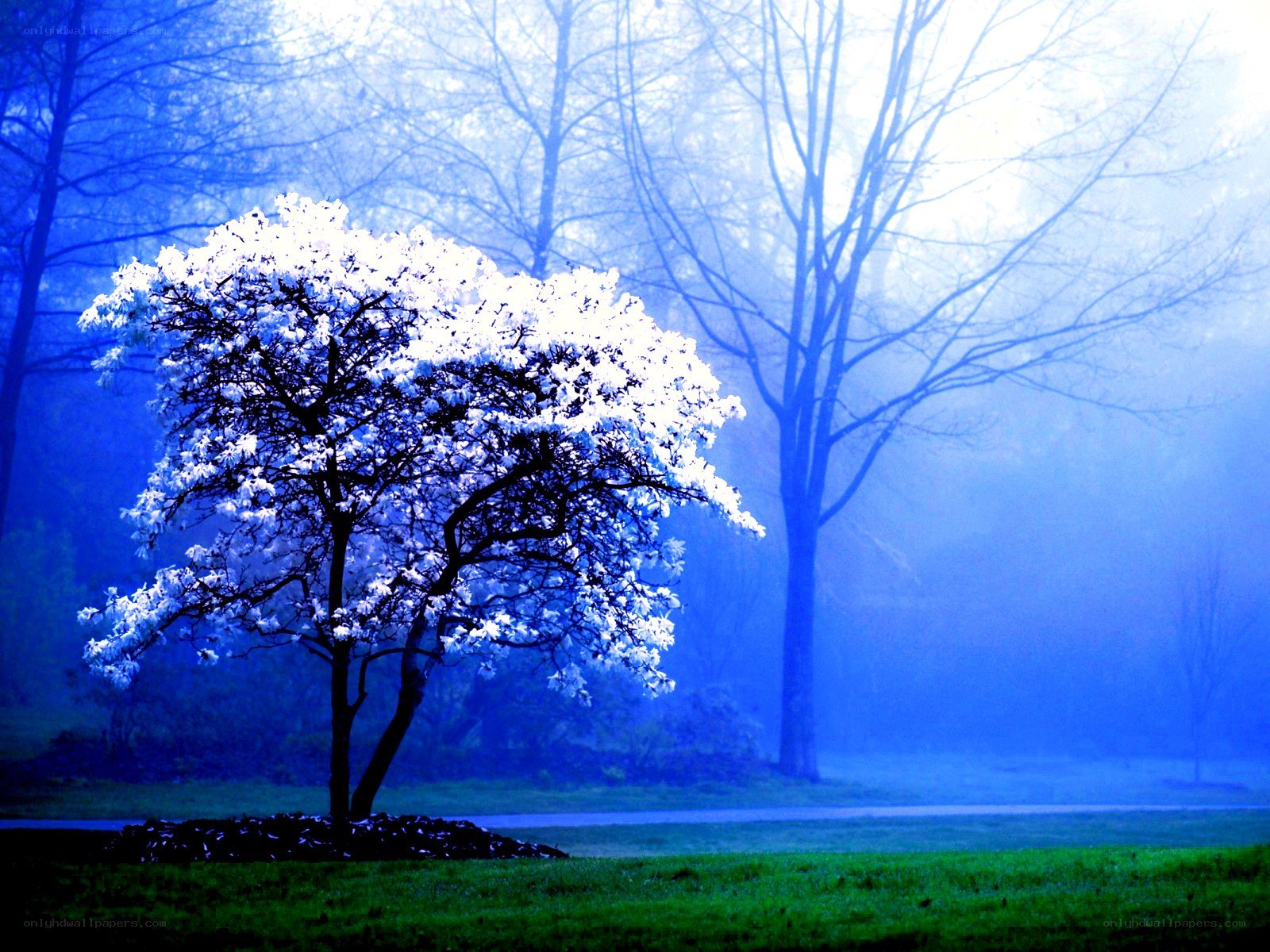 solitary tree in blue mist