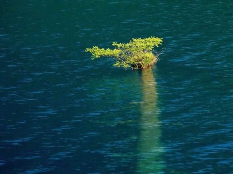 solitary tree in blue water