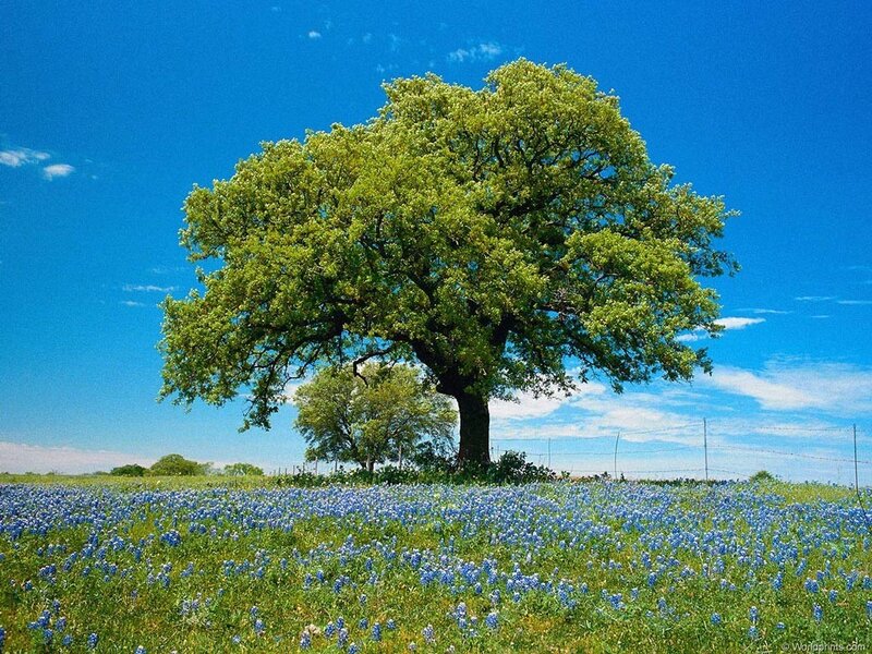 Solitary tree in bluebonnet field