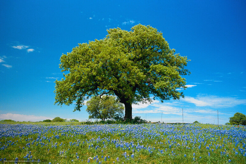 Solitary tree in bluebonnet field