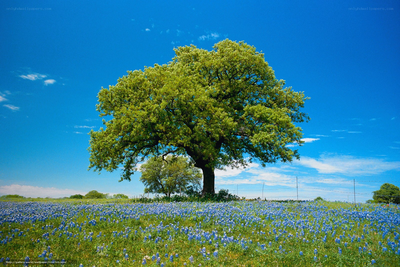 Solitary tree in bluebonnet field