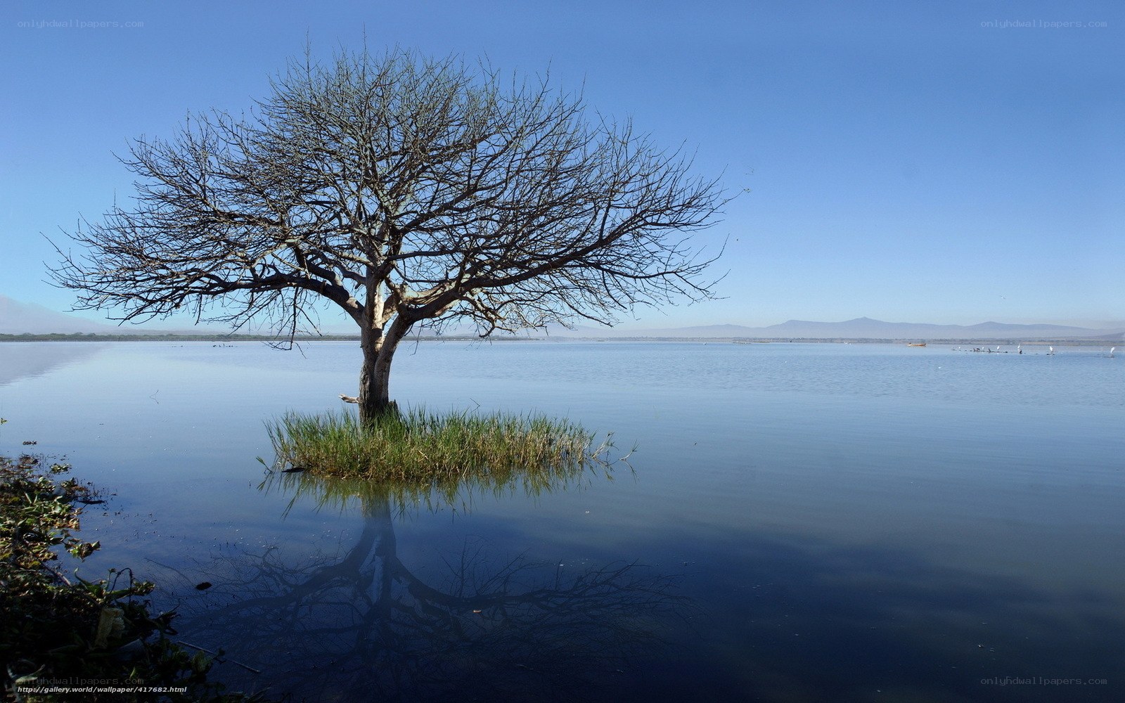 Solitary tree in calm lake