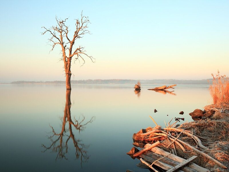 Solitary tree in calm lake