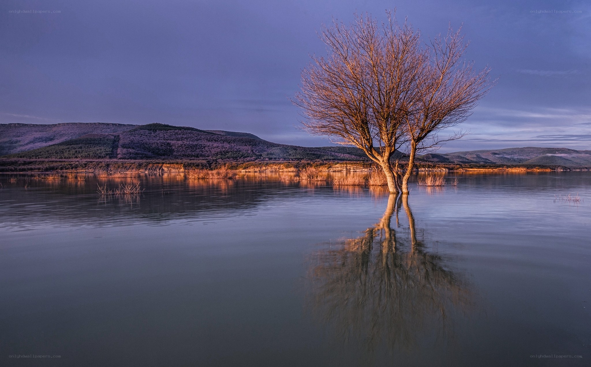 Solitary tree in calm lake