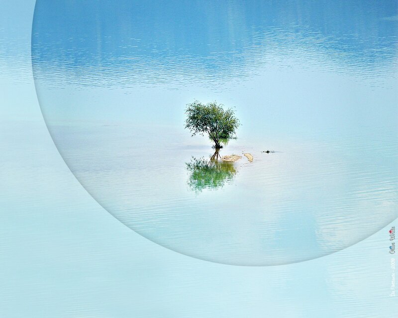 solitary tree in calm water