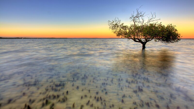 solitary tree in calm water