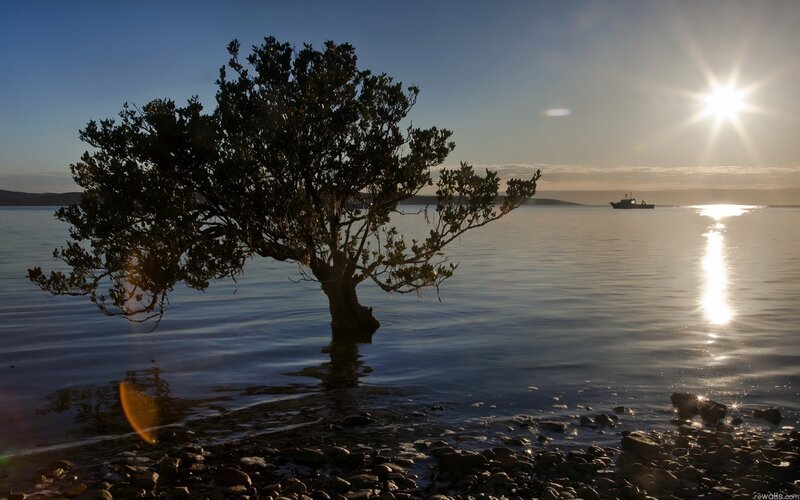 Solitary tree in calm water