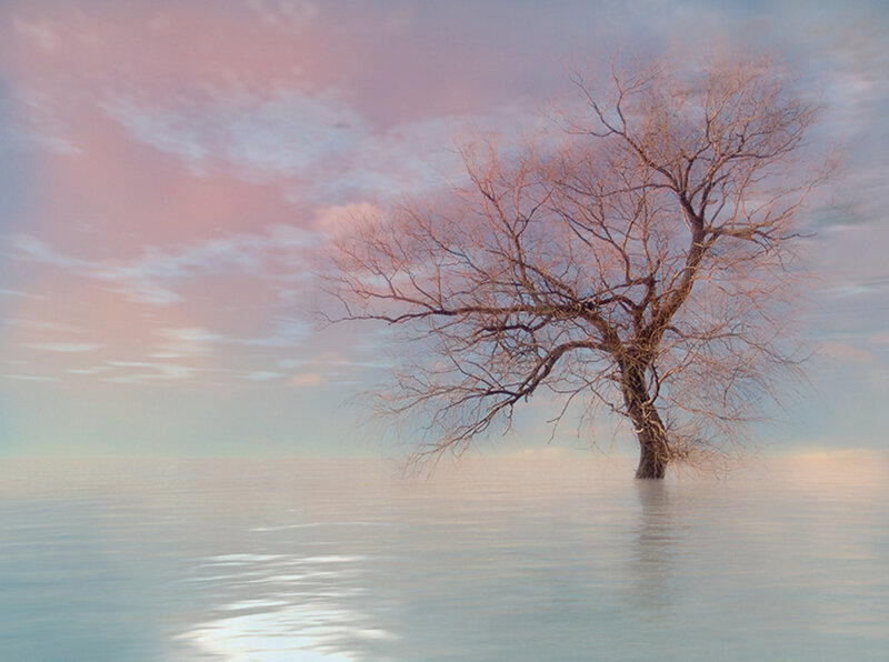 solitary tree in calm water