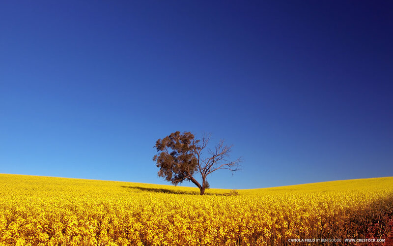 Solitary tree in canola field