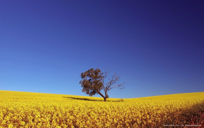 Solitary tree in canola field
