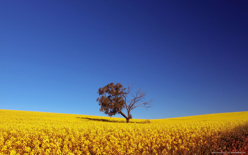 solitary tree in canola field
