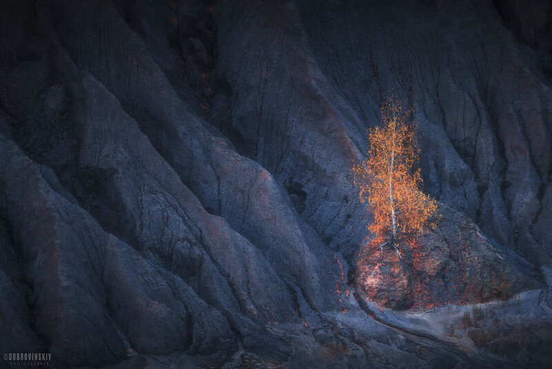 Solitary Tree in Canyon — Orange