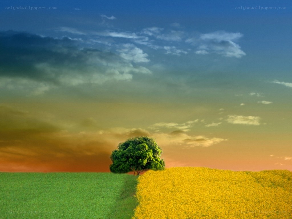 Solitary tree in colorful fields