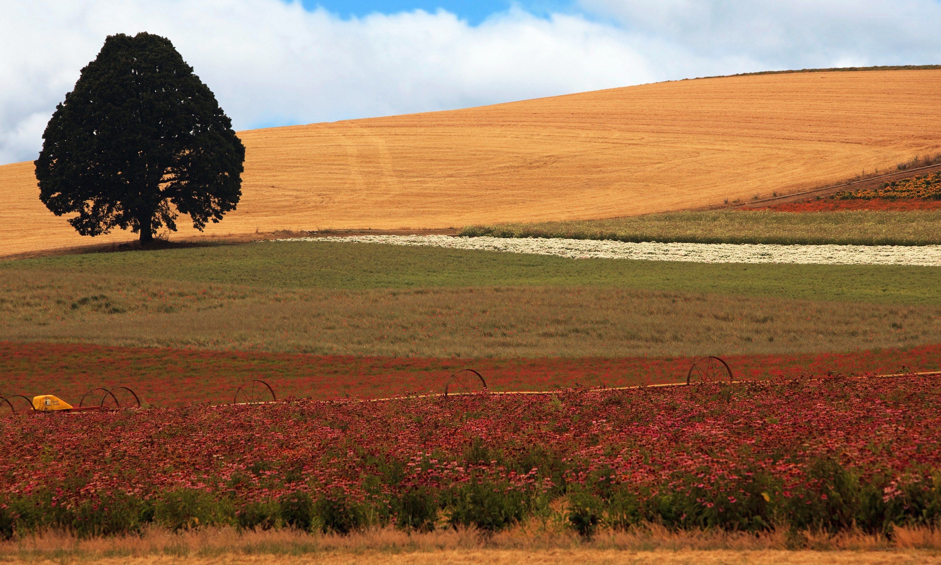 Solitary tree in colorful fields