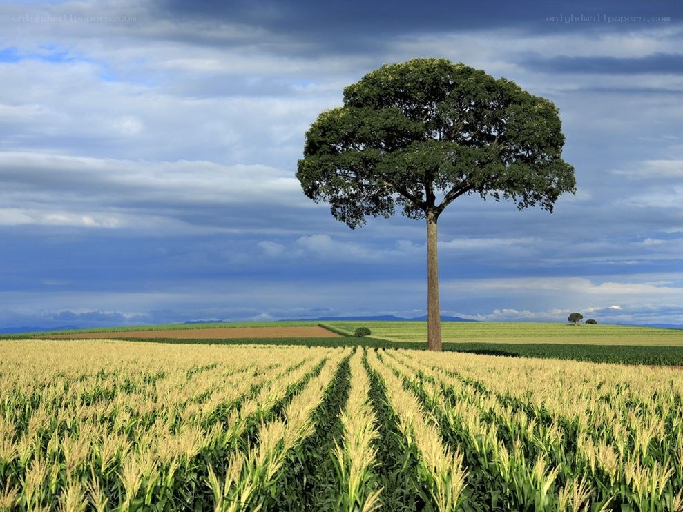 solitary tree in cornfield