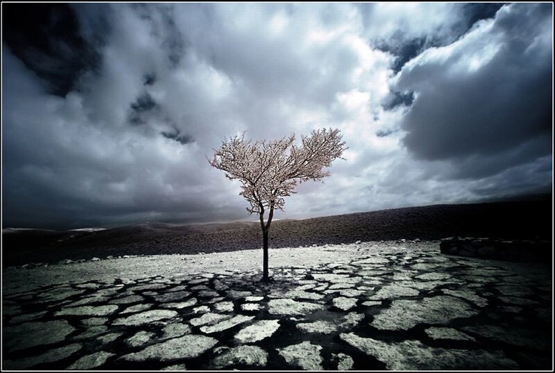 Solitary Tree in Cracked Earth