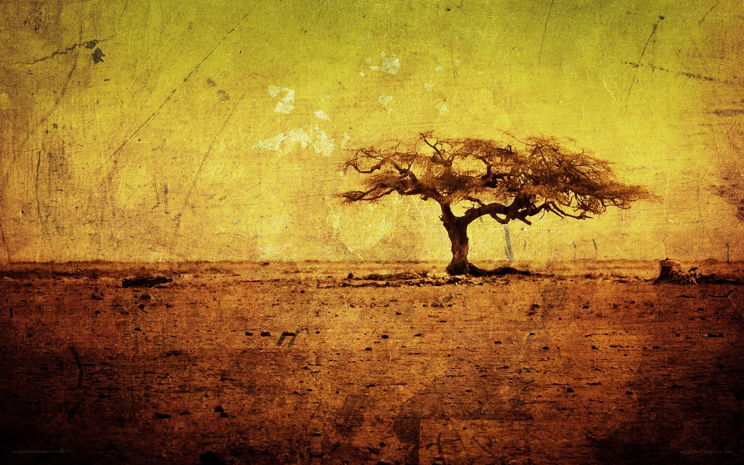 solitary tree in desert