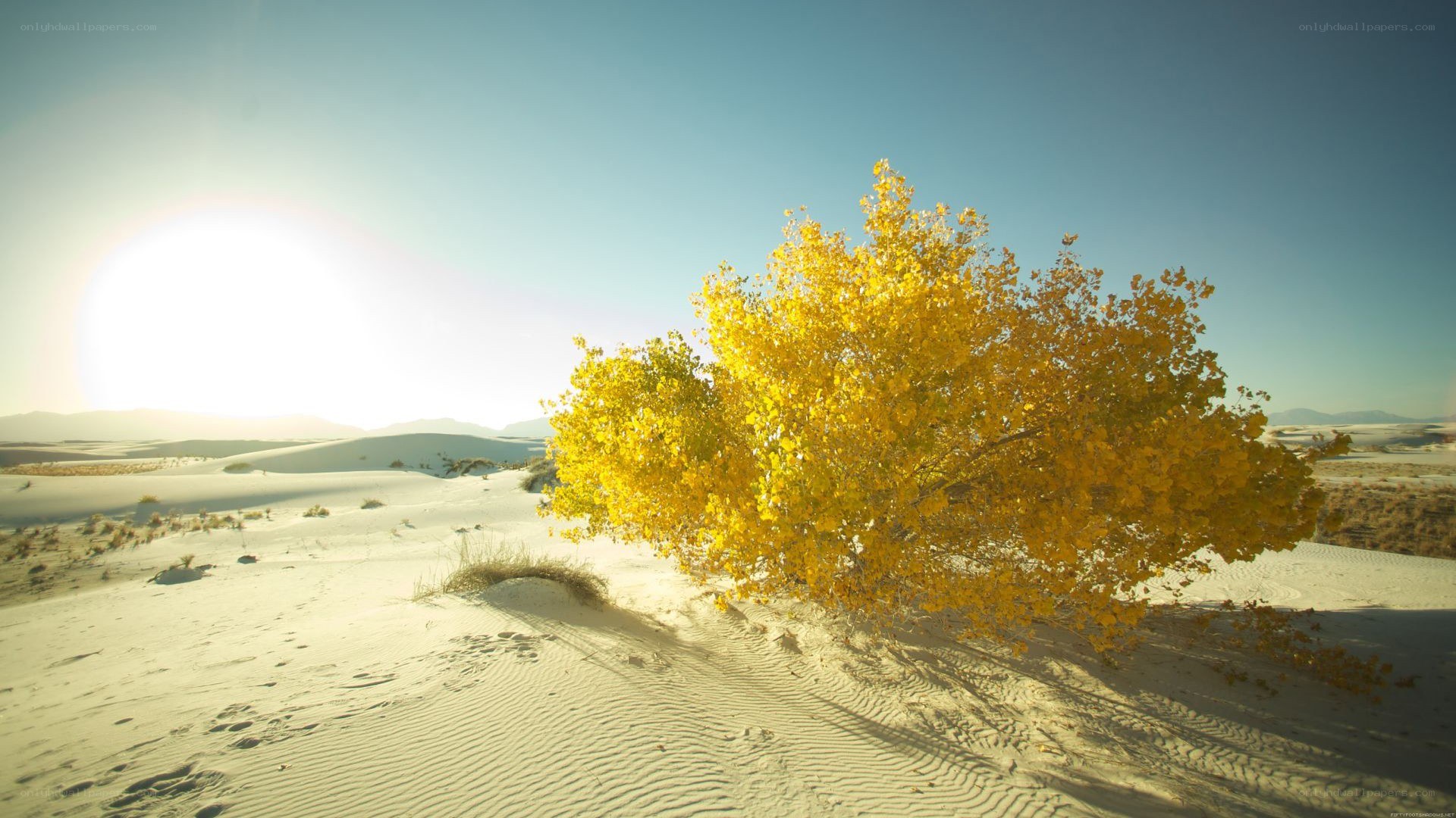 solitary tree in desert