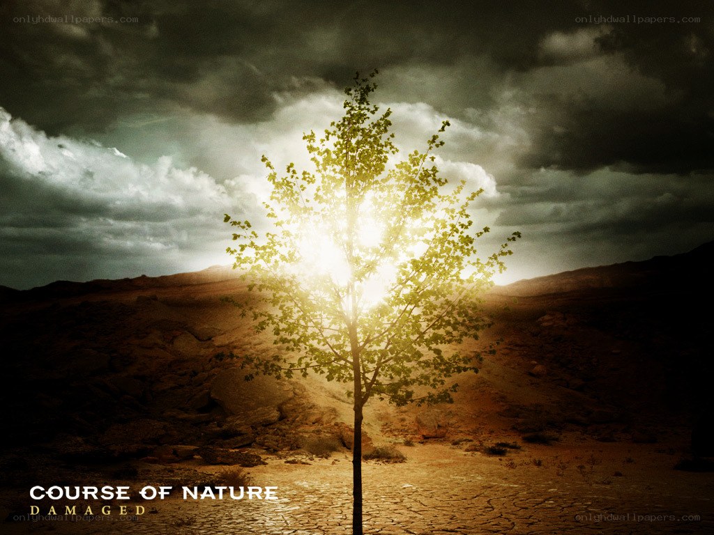 Solitary tree in desert