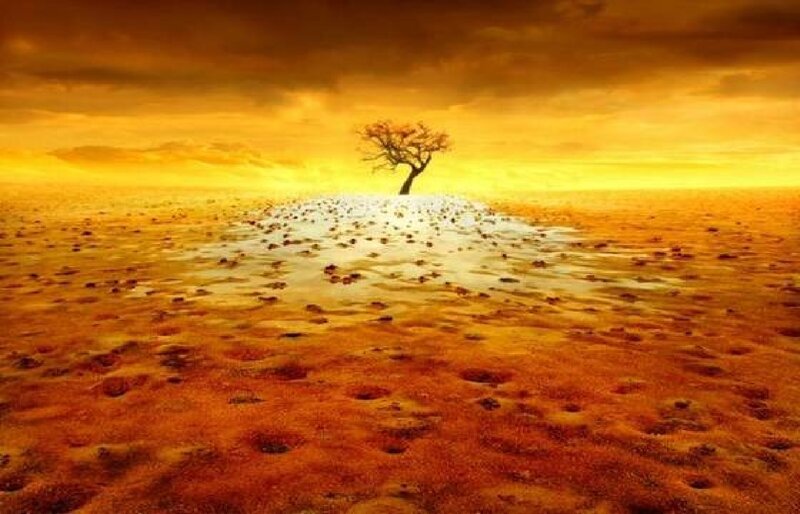 Solitary tree in desert