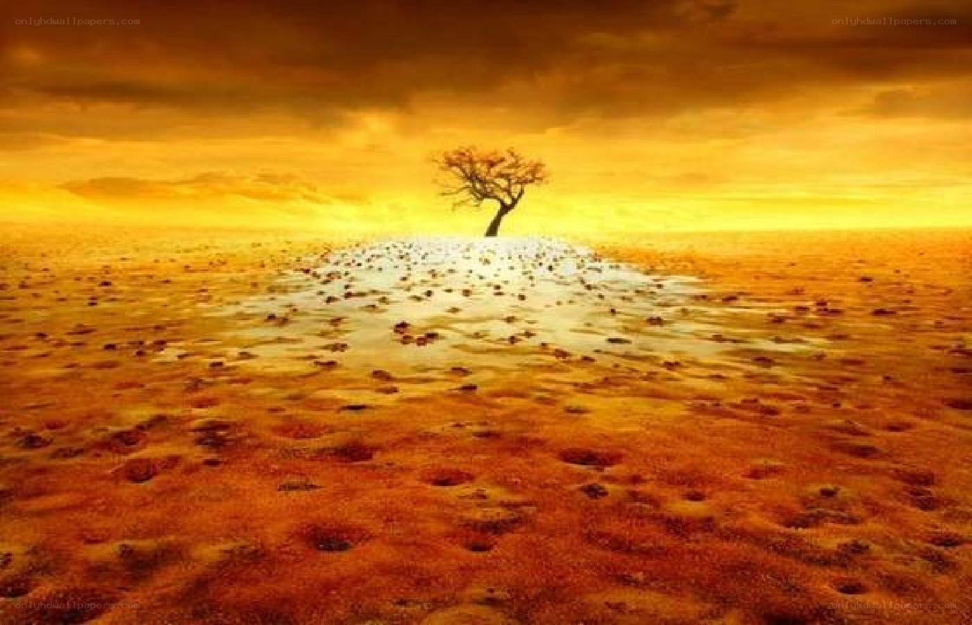 Solitary tree in desert