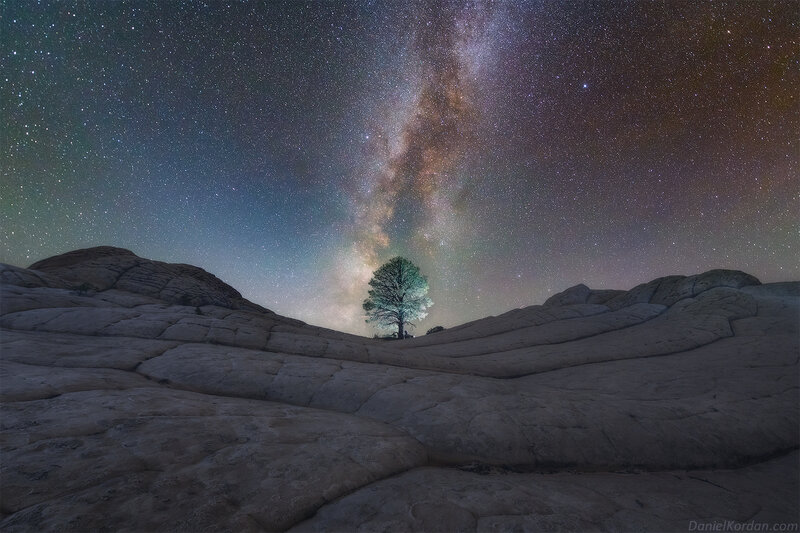 Solitary Tree in Desert — Black