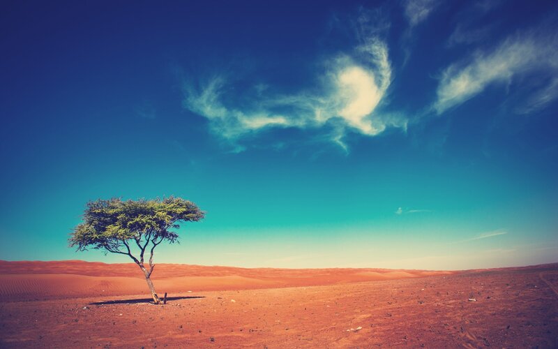 Solitary Tree in Desert — Blue, Serene, Afternoon