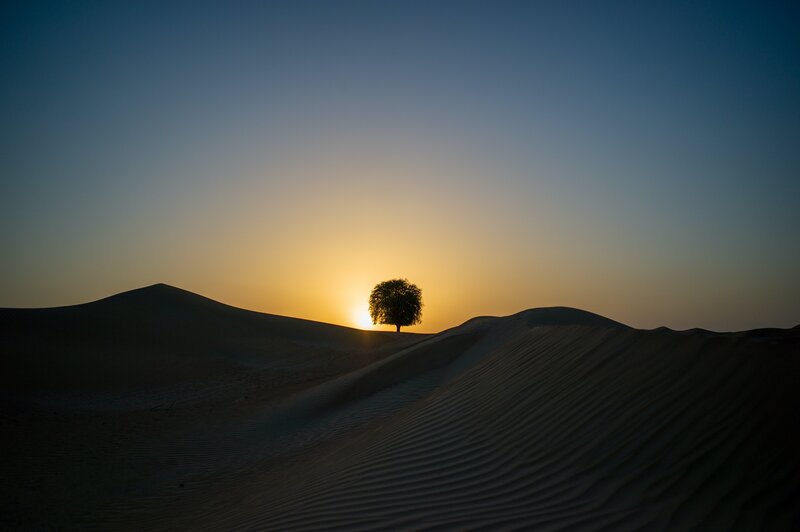 Solitary Tree in Desert — Blue, Serene, Sunset, Photograph, Sand Dunes