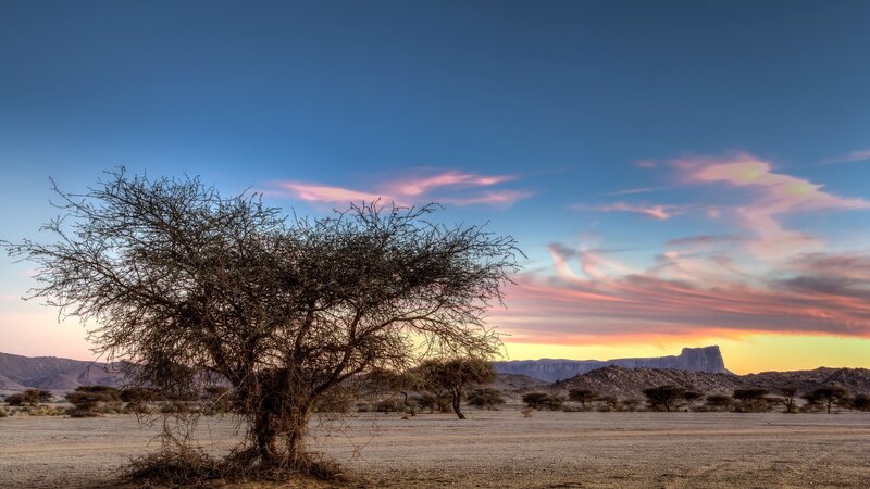Solitary Tree in Desert — Blue, Serene, Sunset