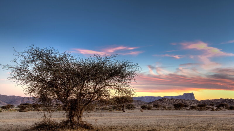 Solitary Tree in Desert — Blue, Serene