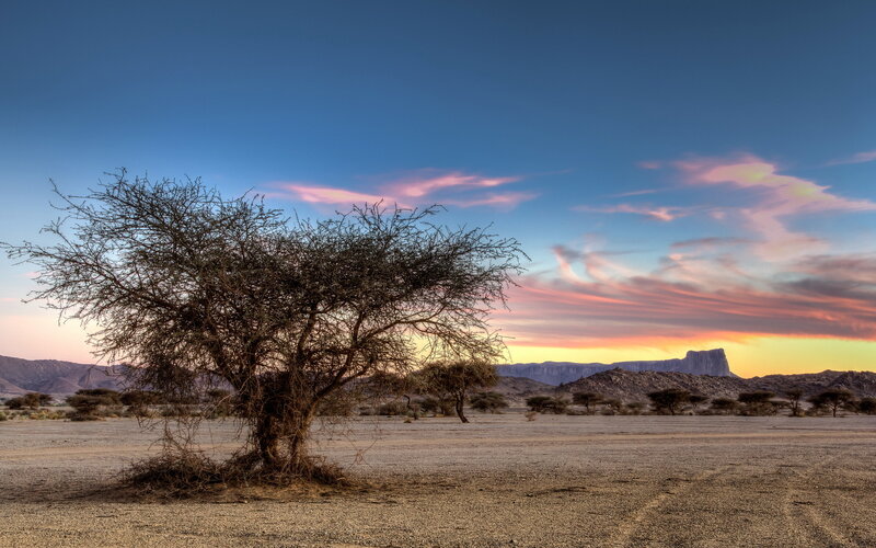 Solitary Tree in Desert — Blue