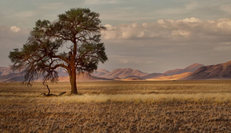 Solitary Tree in Desert — Brown, Serene