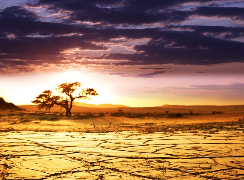 Solitary Tree in Desert — Gold, Dramatic, Sunset, Photograph