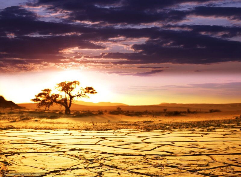 Solitary Tree in Desert — Gold