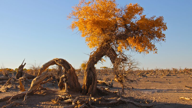 Solitary Tree in Desert — Orange, Desolate