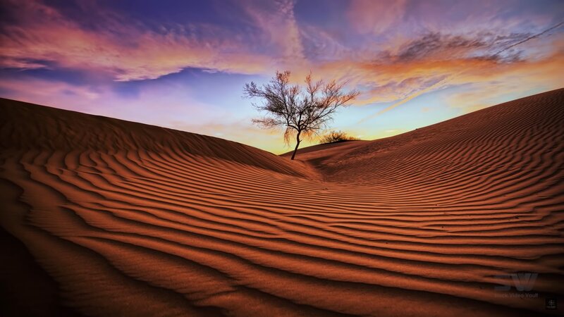 Solitary Tree in Desert — Orange, Dramatic, Sunset