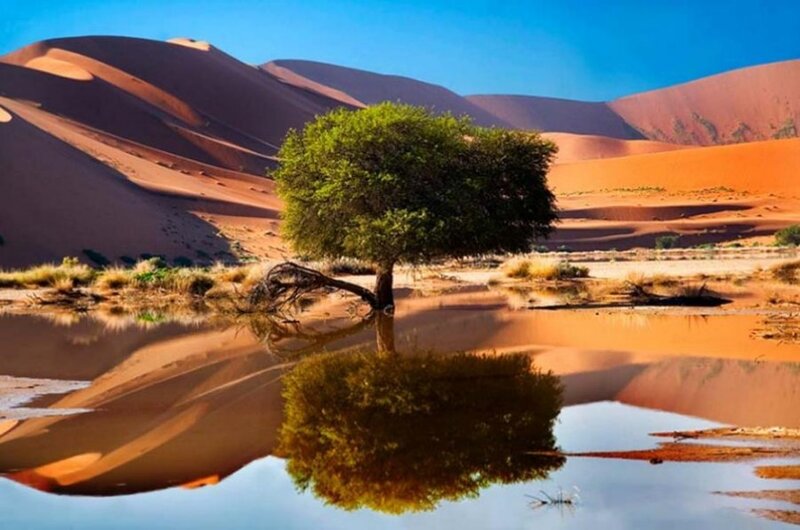 Solitary Tree in Desert — Orange