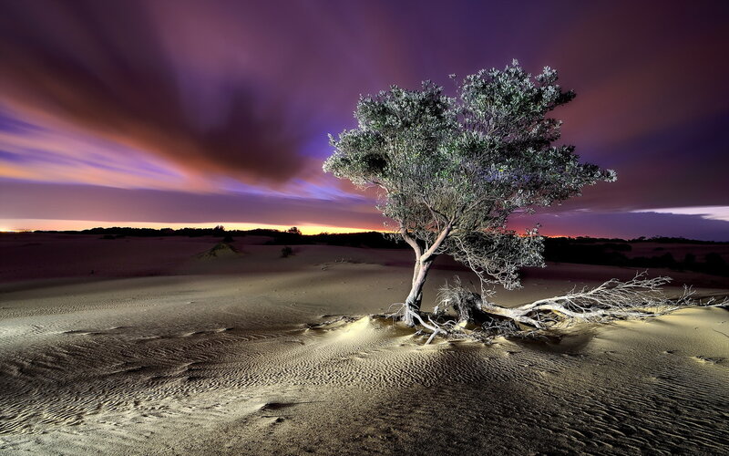Solitary Tree in Desert — Purple, Dramatic