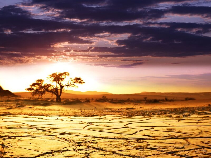 Solitary Tree in Desert — Purple