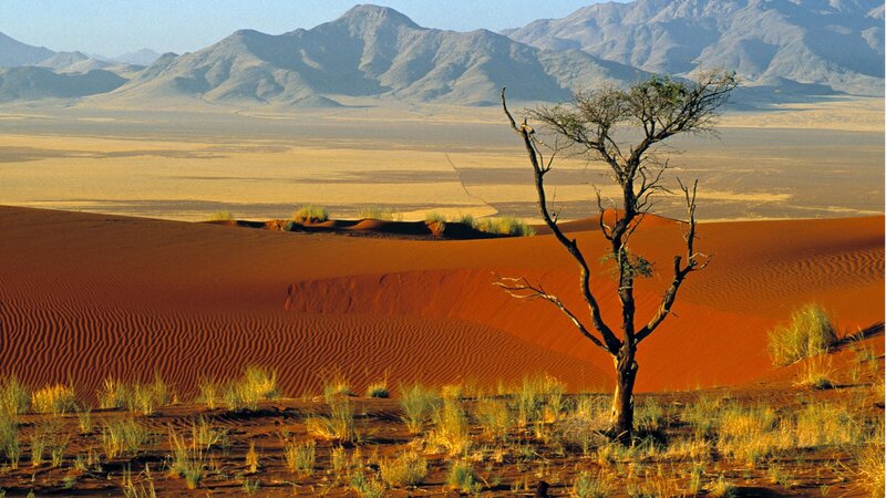 Solitary Tree in Desert — Red, Arid