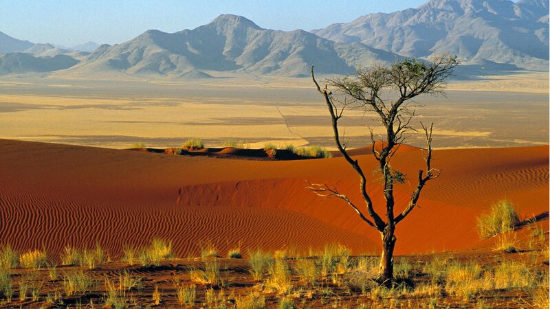Solitary Tree in Desert — Red